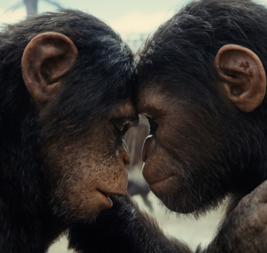 Kingdom of the Planet of the Apes Kingdom of the Planet of the Apes